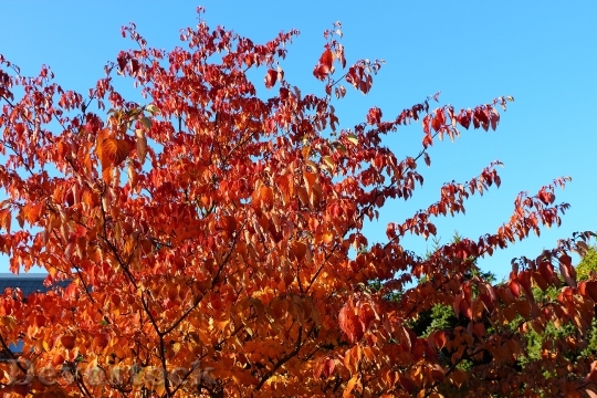 Devostock Autumn Tree Leaves Fall 1