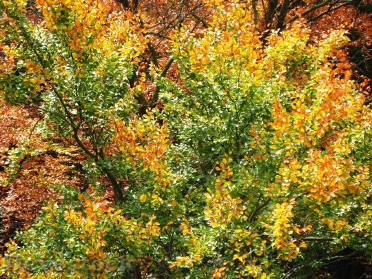 Devostock Autumn Tree Leaves Fall