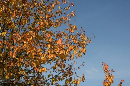 Devostock Autumn Tree Leaves Golden