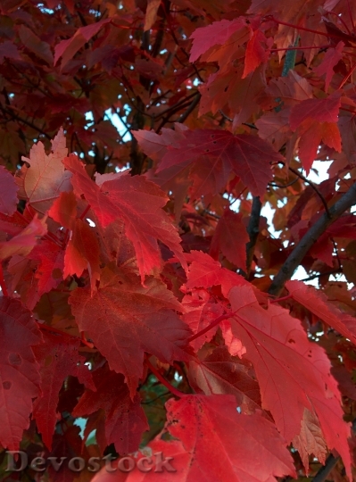 Devostock Autumn Tree Leaves Nature