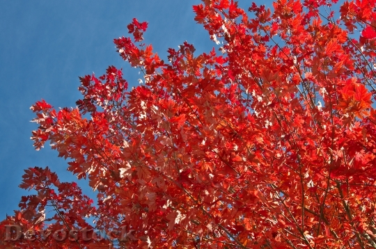 Devostock Autumn Tree Leaves Red 0