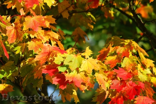 Devostock Autumn Tree Leaves Red