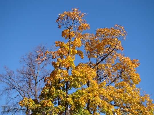 Devostock Autumn Tree Sky Blue 0