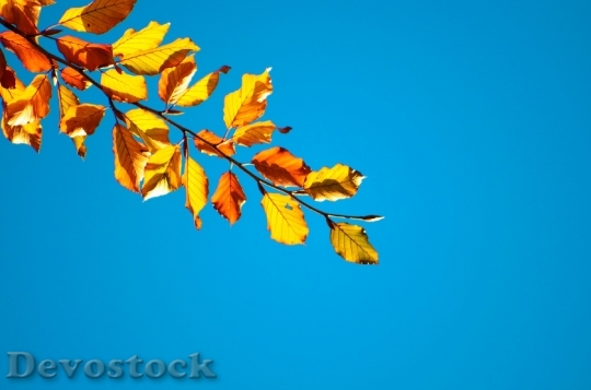 Devostock Autumn Tree Trees Leaves 1