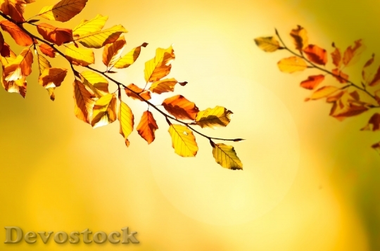 Devostock Autumn Tree Trees Leaves 2