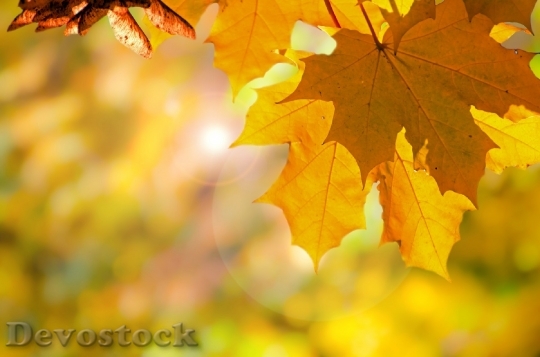 Devostock Autumn Tree Trees Leaves 6