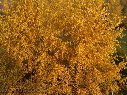 Devostock Autumn Tree Yellow Leaves 0