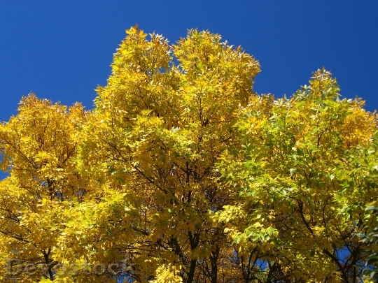 Devostock Autumn Tree Yellow Leaves