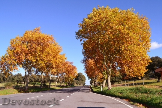 Devostock Autumn Trees Alentejo Nature