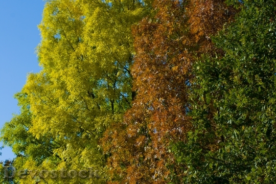 Devostock Autumn Trees Colorful Leaves