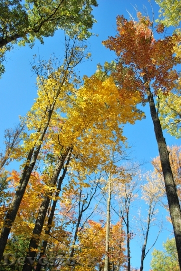 Devostock Autumn Trees Fall Woods