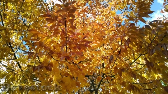 Devostock Autumn Trees Foliage Nature