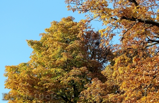 Devostock Autumn Trees Golden Autumn