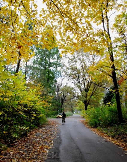 Devostock Autumn Trees Leaves Yellow