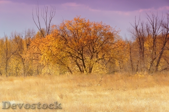Devostock Autumn Trees Living Nature