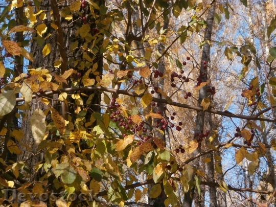 Devostock Autumn Trees Nature Stroll 0