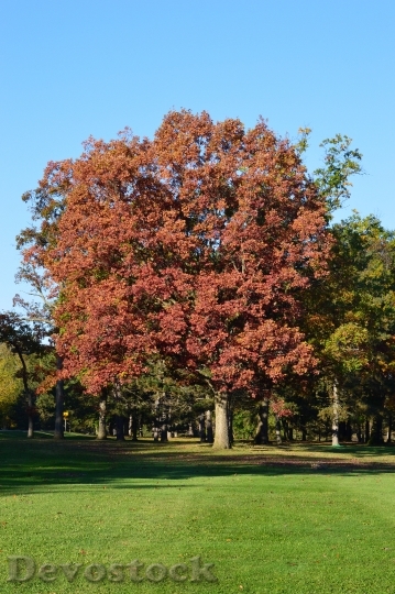 Devostock Autumn Trees Red Leaves