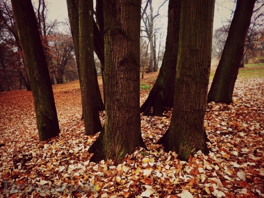 Devostock Autumn Tribes Trees Leaves