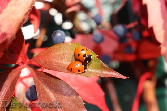 Devostock Autumn Vine Ladybug Emerge