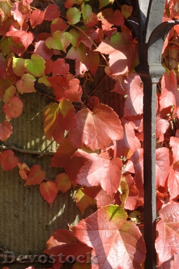 Devostock Autumn Vine Leaves In