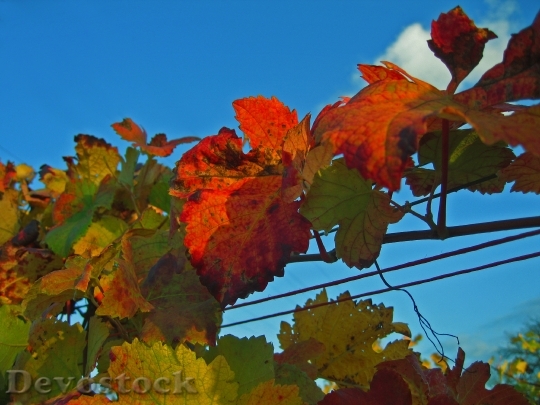 Devostock Autumn Vineyard Leaves Fall