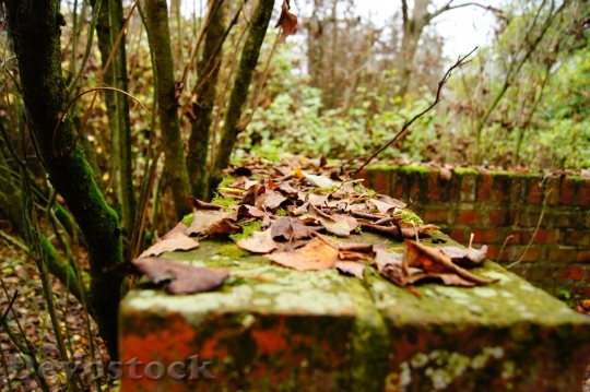 Devostock Autumn Wall Leaves Nature