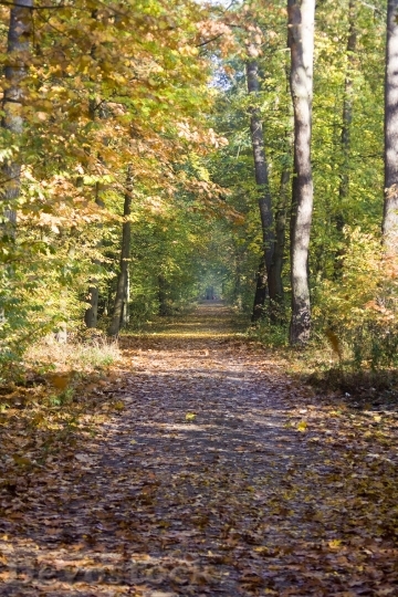 Devostock Autumn Way Trail Beech