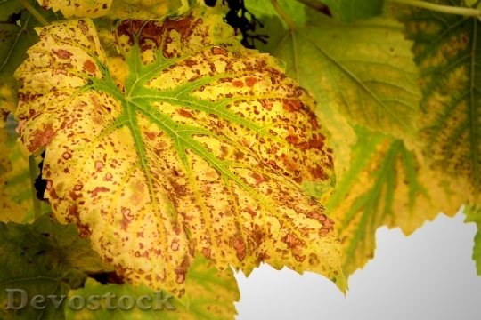 Devostock Autumn Wine Leaf Fall