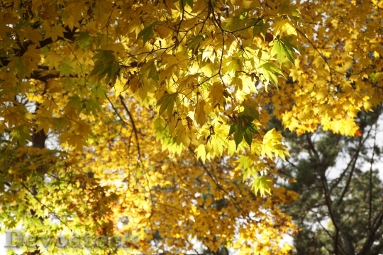 Devostock Autumn Wood Autumn Leaves
