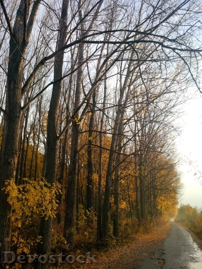 Devostock Autumn Woods Roads Trees