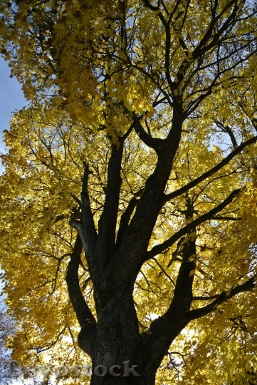 Devostock Autumn Yellow Foliage Colors