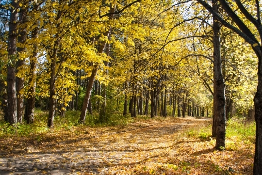 Devostock Autumn Yellow Leaves Forest