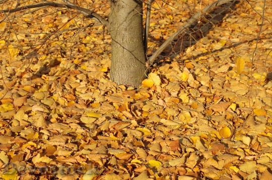 Devostock Autumn Yellow Leaves November