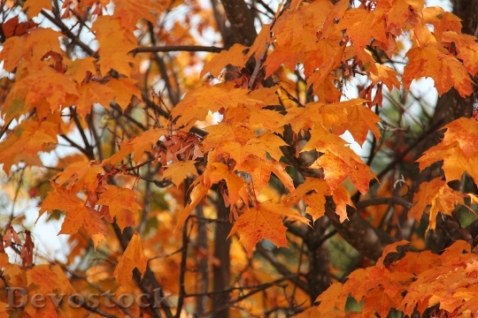 Devostock Autumn Yellow Orange Leaves