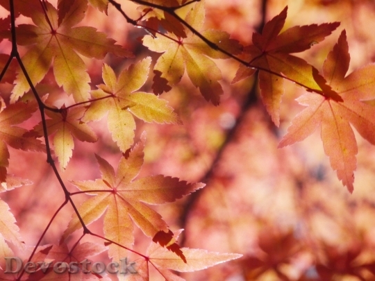 Devostock Autumnal Leaves Autumn Aomoriya 0