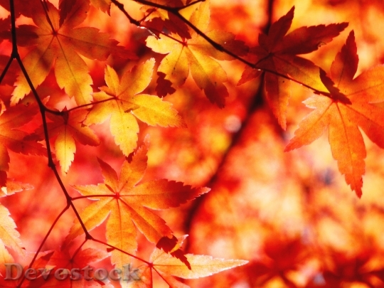Devostock Autumnal Leaves Autumn Aomoriya