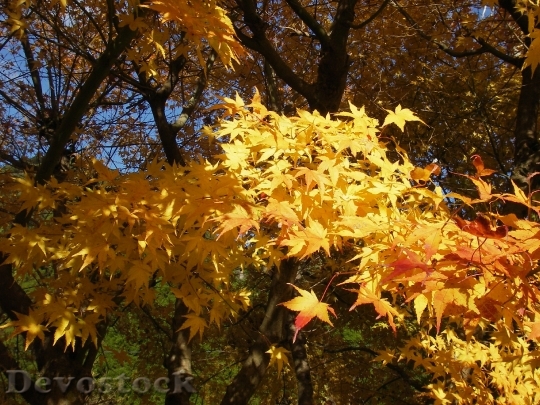 Devostock Autumnal Leaves Autumn Fall