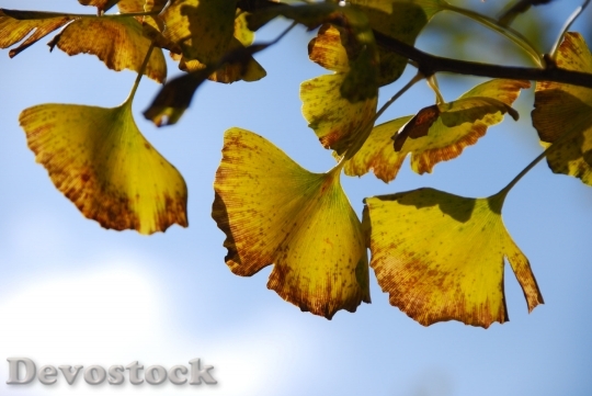 Devostock Autumnal Leaves Ginkgo Biloba