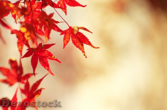 Devostock Autumnal Leaves Maple Autumn 0