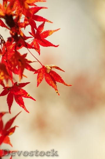 Devostock Autumnal Leaves Maple Autumn 1