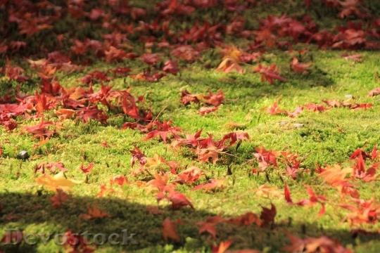 Devostock Autumnal Leaves Maple Autumn 3
