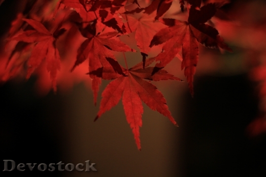Devostock Autumnal Leaves Maple Autumn 4