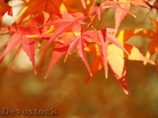 Devostock Autumnal Leaves Maples Maple