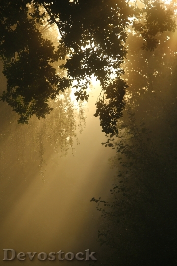 Devostock Away Fog Trees Forest 0