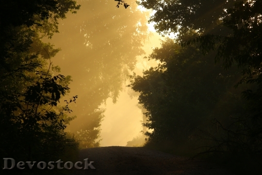Devostock Away Fog Trees Forest 5