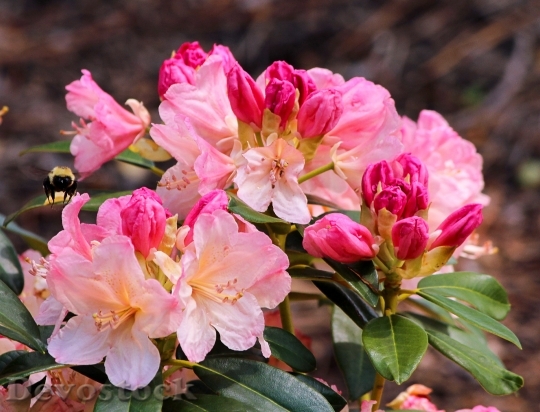 Devostock Azalea Pink Blossoms Bumble