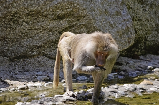 Devostock Baboon Monkey Primates Family