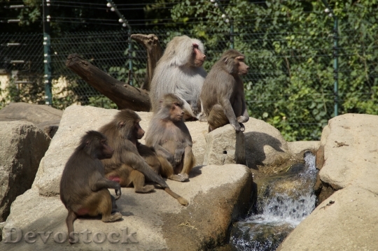 Devostock Baboons Family Ape Zoo