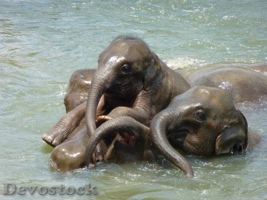 Devostock Baby Elephant Elephant 256657