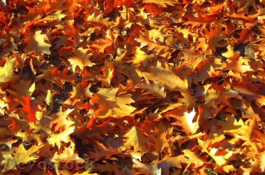 Devostock Background Autumn Leaves Colors